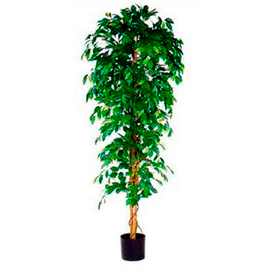 Kunstpflanze Ficus Benjamina H 2100 mm Produktbild